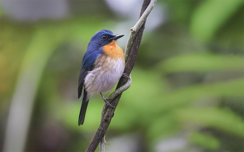 Indochinese Blue Flycatcher (Cyornis sumatrensis) at Cat Tien Bird Hides - Southern Vietnam. Photo by: Phuc Le - Vietnam Bird Photography Tours - Vietbirdphototours.com
